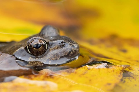 Common frog (Rana temporaria) adult amphibian in a garden pond with fallen autumn leaves on the