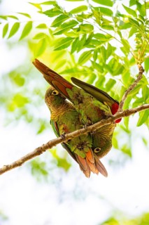 Deville Parakeet (Pyrrhura devillei) Pantanal Brazil