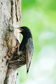Starling (Sturnus vulgaris) at the breeding den, North Rhine-Westphalia, Germany