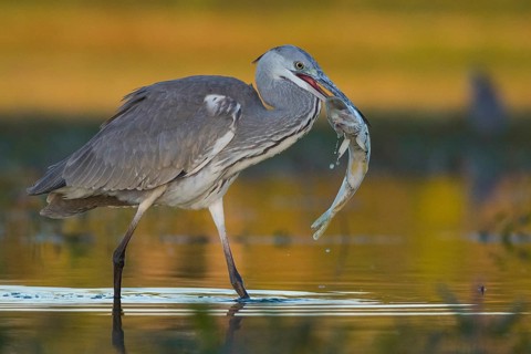 Grey Heron (Ardea cinerea) with fish prey in beak, Tiszaalpár, Hungary