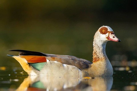Egyptian Goose (Alopochen aegyptiaca), North Rhine-Westphalia, Germany