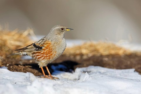 Alpine Accentor (Prunella collaris), Valais, Switzerland