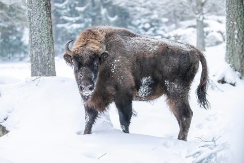 European bison (Bison bonasus) or Wisent standing on a meadow next to the forest in winter, snow,