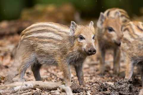 Wild boar (Sus scrofa) piglets standing in a forest, Bavaria, Germany