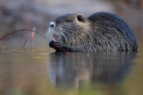 Nutria (Myocastor coypus) in a body of water, Osnabrück, Lower Saxony, Germany