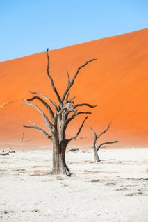 Dead camel thorn trees (Vachellia erioloba), red sand dunes, white salt pan, Dead Vlei, Sossusvlei,