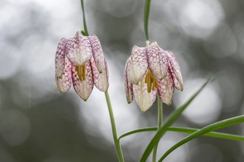 Snake's Head Fritillary (Fritillaria meleagris), Emsland, Lower Saxony, Germany