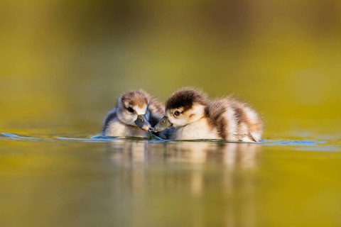 Egyptian goose (Alopochen aegyptiaca) chicks swimming on a lake, Bavaria, Germany
