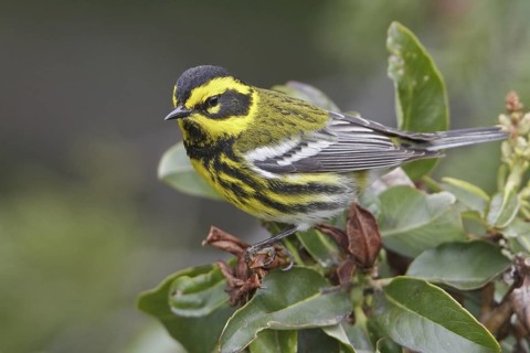 Townsend's Warbler (Setophaga townsendi), British Columbia, Canada