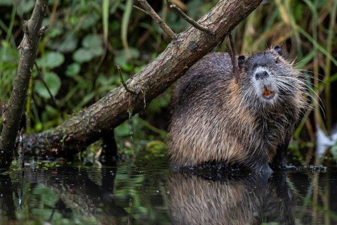 Nutria (Myocastor coypus) in a body of water, Osnabrück, Lower Saxony, Germany