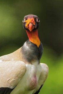 King Vulture (Sarcoramphus papa) perched on the ground in Costa Rica