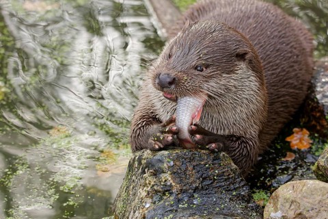 European otter (Lutra lutra) sitting on riverbank and holding a fish while feeding, close-up