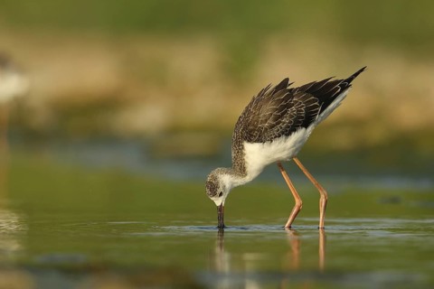 Black-winged Stilt (Himantopus himantopus) juvenile foraging, Piedmont, Italy
