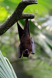 Kalong flying fox (Pteropus vampyrus), adult, resting, in sleeping tree, during the day, Singapore,