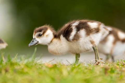 Egyptian goose (Alopochen aegyptiaca) cute chick on a meadow at the shore of a lake, Bavaria,