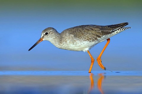 Redshank, (Tringa totanus), Animals, Birds, Snipe family, Raysut, Salalah, Sohar, Oman