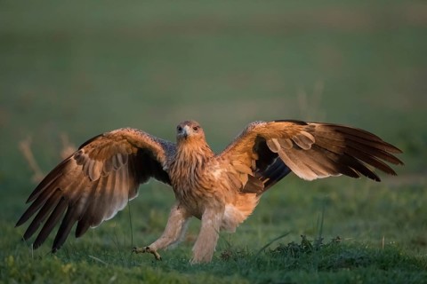 Juvenile Iberian Eagle (Aquila adalberti), Spanish imperial eagle, Extremadura, Castilla La Mancha,