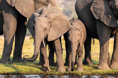 Herd of animals with young, African elephant (Loxodonta africana) drinking at the Chobe River,