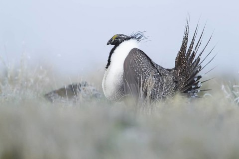 Sage Grouse (Centrocercus urophasianus) male mating, Idaho, USA