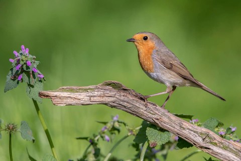 European Robin (Erithacus rubecula) perched on an old tree trunk, Poland