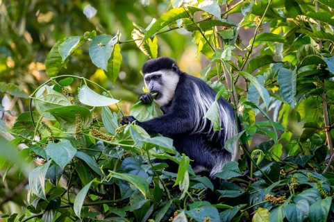 West African guereza or mantelaffe (Colobus guereza occidentalis) eating leaves, Bigodi, Western
