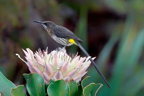 Cape Honeybird (Promerops cafer), adult, male, on flower, foraging, Protea, vigilant, Kirstenbosch