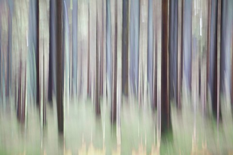 Atmospheric forest, abstract structures, wiping effect, bulb exposure