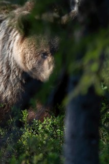 European brown bear, Karelia, Finland