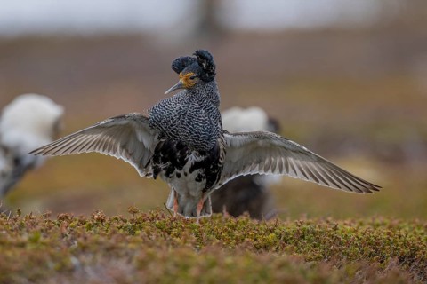 Ruff (Philomachus pugnax), at the mating site, Varanger, Norway