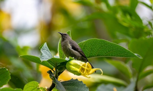 Olive-bellied Sunbird (Cinnyris chloropygius), female sitting on a yellow flower, Mgahinga Gorilla