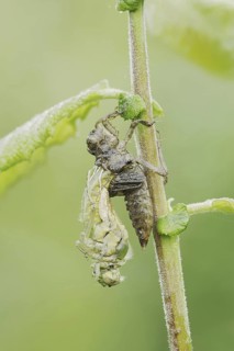 Black-tailed Skimmer (Orthetrum cancellatum), hatch, larva, dragonfly larva, North