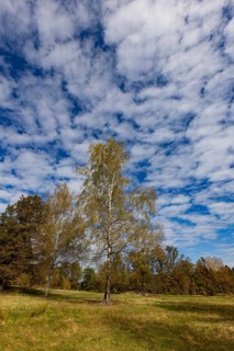 Lean meadow, altocumulus, cloudy sky with fleecy clouds and birch trees in the Blockheide nature