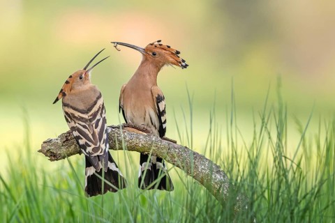 Hoopoe (Upupa epops) Bird of the Year 2022, male, female, pair, bridal gift, prey, foraging,