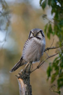 Northern Hawk-Owl (Surnia ulula), Saxony, Germany