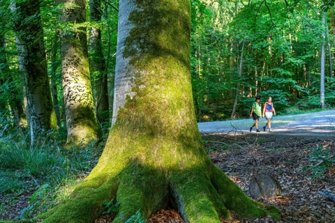 Two woman hiking next to old beech trees in the Steinbach Valley, Kleinostheim, Aschaffenburg,