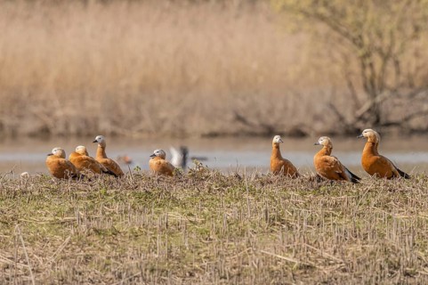 Orange (Tadorna ferruginea) Ruddy Shelduck birds rest on land near pond surrounded by tall grass.