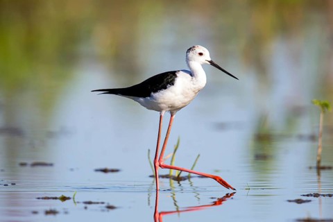 Stilt walkers looking for food, (Himantopus himantopus), Hungary