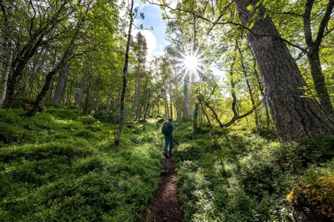 Hiker on a hiking trail in the forest, sun shining through trees, forest with birches, Innerdalen,