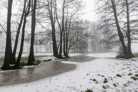 Black alder (Alnus glutinosa) in a misty floodplain landscape, Emsland, Lower Saxony, Germany