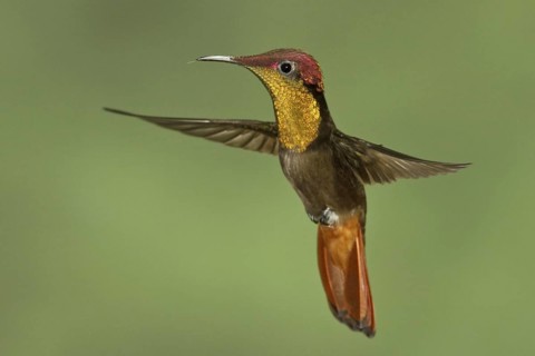 Ruby-topaz Hummingbird (Chrysolampis mosquitus), Trinidad and Tobago