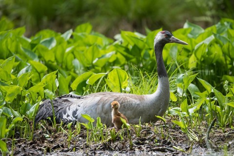 Crane (gurs grus) in nest with chicks, Feldberger Seenlandschaft, Mecklenburg-Vorpommern, Germany