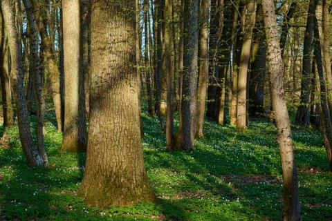 Forest with tall trees and green carpet of plants, spring, wood anemones, Gunzenhausen, Middle