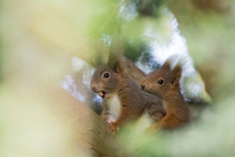 Two squirrels (Sciurus vulgaris on a branch, surrounded by blurred foliage, young animal begging