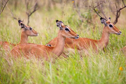 Impalas (Aepyceros) in tall grass, Akagera National Park or Kagera National Park, Eastern Province,