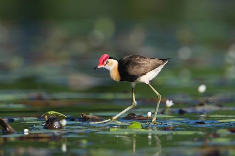 Comb-crested Jacana (Irediparra gallinacea), Queensland, Australia