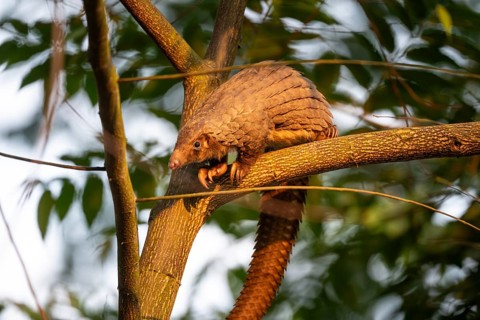 Pangolin climbing a tree, white-bellied pangolin (Phataginus tricuspis, Manis tricuspis), Western