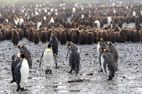 King penguins (Aptenodytes patagonicus), adults in the foreground, behind them a large group of