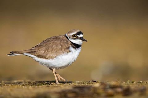 Little Ringed Plover (Charadrius dubius), North Rhine-Westphalia, Germany