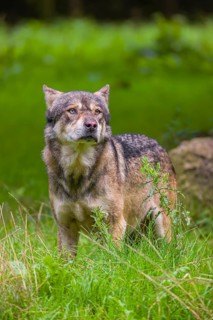 An adult male eurasian gray wolf (Canis lupus lupus) stands at the edge of the forest and watches