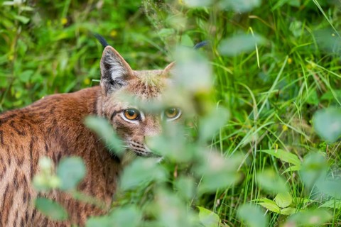 Eurasian lynx (Lynx lynx) in the middle of bushes in summer, Bavaria, Germany